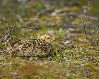 Ptarmigan, Willow, Chick-070409-Savage River, Denali National Park, AK-#0605.jpg