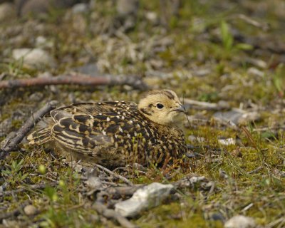 Ptarmigan, Willow, Chick-070409-Savage River, Denali National Park, AK-#0618.jpg