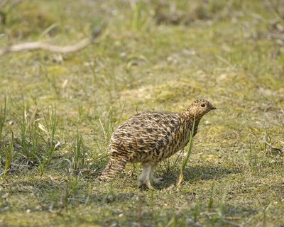 Ptarmigan, Willow, Female-070409-Savage River, Denali National Park, AK-#0121.jpg