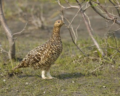 Ptarmigan, Willow, Female-070409-Savage River, Denali National Park, AK-#0227.jpg