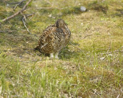 Ptarmigan, Willow, Female-070409-Savage River, Denali National Park, AK-#0281.jpg