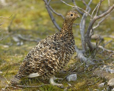 Ptarmigan, Willow, Female-070409-Savage River, Denali National Park, AK-#0524.jpg