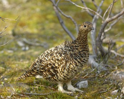 Ptarmigan, Willow, Female-070409-Savage River, Denali National Park, AK-#0534.jpg