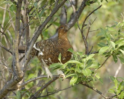 Ptarmigan, Willow, Male, on bush branch-070409-Savage River, Denali National Park, AK-#0358.jpg