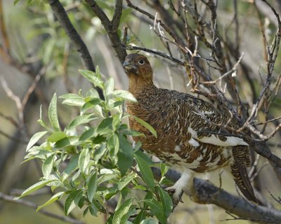 Ptarmigan, Willow, Male, on bush branch-070409-Savage River, Denali National Park, AK-#0389.jpg