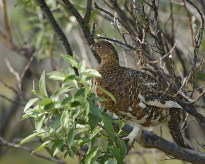 Ptarmigan, Willow, Male, on bush branch-070409-Savage River, Denali National Park, AK-#0403.jpg