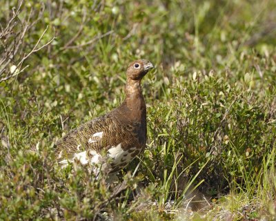 Ptarmigan, Willow, Male-063009-Savage River, Denali National Park, AK-#0160.jpg