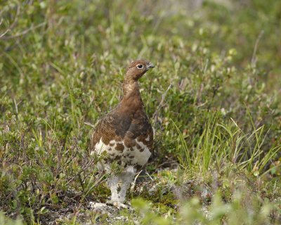 Ptarmigan, Willow, Male-063009-Savage River, Denali National Park, AK-#0192.jpg