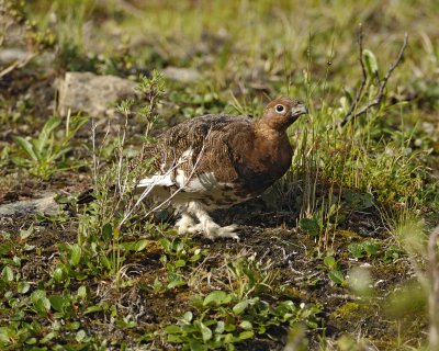 Ptarmigan, Willow, Male-063009-Savage River, Denali National Park, AK-#0217.jpg