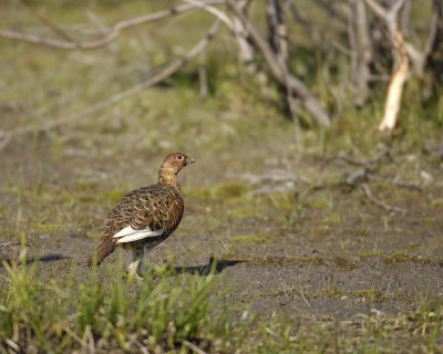 Ptarmigan, Willow, Male-070109-Savage River, Denali National Park, AK-#0077.jpg