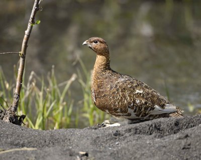 Ptarmigan, Willow, Male-070109-Savage River, Denali National Park, AK-#0254.jpg