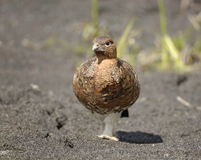 Ptarmigan, Willow, Male-070109-Savage River, Denali National Park, AK-#0430.jpg