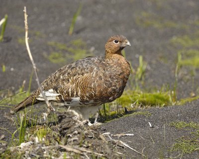 Ptarmigan, Willow, Male-070109-Savage River, Denali National Park, AK-#0431.jpg