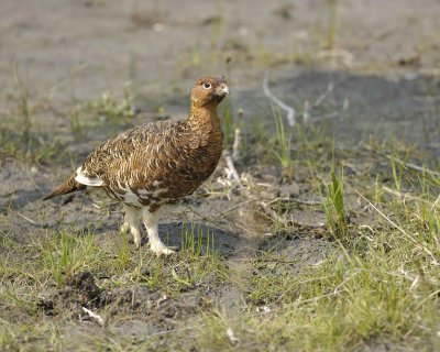 Ptarmigan, Willow, Male-070409-Savage River, Denali National Park, AK-#0236.jpg