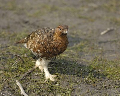 Ptarmigan, Willow, Male-070409-Savage River, Denali National Park, AK-#0241.jpg