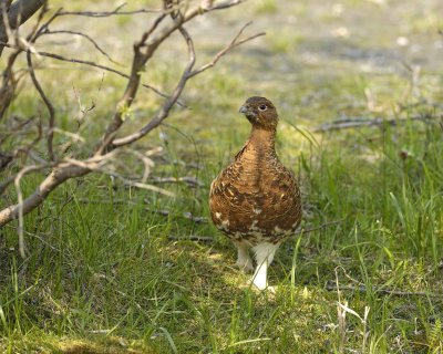 Ptarmigan, Willow, Male-070409-Savage River, Denali National Park, AK-#0246.jpg