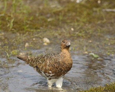 Ptarmigan, Willow, Male-070409-Savage River, Denali National Park, AK-#0277.jpg