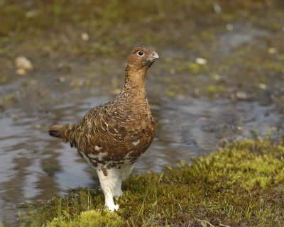 Ptarmigan, Willow, Male-070409-Savage River, Denali National Park, AK-#0279.jpg