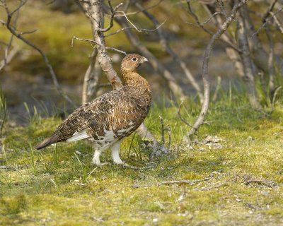 Ptarmigan, Willow, Male-070409-Savage River, Denali National Park, AK-#0284.jpg