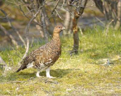 Ptarmigan, Willow, Male-070409-Savage River, Denali National Park, AK-#0292.jpg