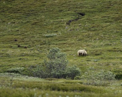 Bear, Grizzly, Sow w 3 Cubs-070209-Park Road, Denali National Park, AK-#0116.jpg