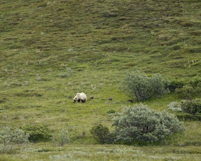 Bear, Grizzly, Sow w 3 Cubs-070209-Park Road, Denali National Park, AK-#0142.jpg