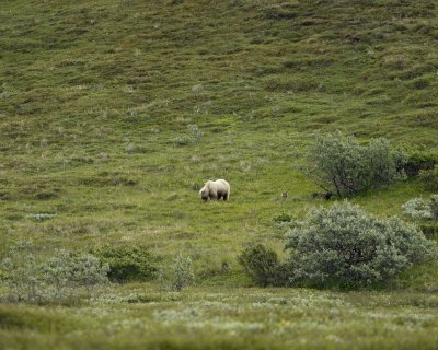 Bear, Grizzly, Sow w 3 Cubs-070209-Park Road, Denali National Park, AK-#0146.jpg