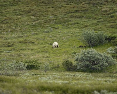 Bear, Grizzly, Sow w 3 Cubs-070209-Park Road, Denali National Park, AK-#0151.jpg