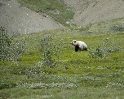 Bear, Grizzly, Sow-070209-Park Road, Denali National Park, AK-#0256.jpg