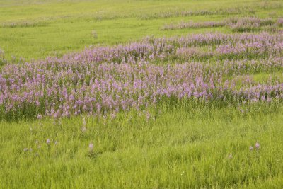Fireweed-070409-Chena Hot Springs Road, Alaska-#0857.jpg