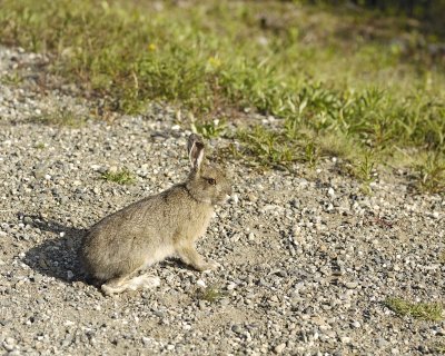 Hare, Snowshoe-063009-Denali National Park, AK-#0113.jpg