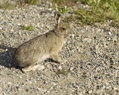 Hare, Snowshoe-063009-Denali National Park, AK-#0118.jpg