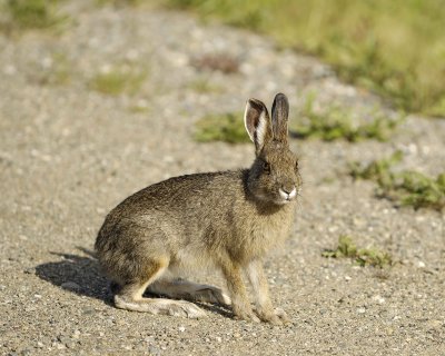 Hare, Snowshoe-063009-Denali National Park, AK-#0125.jpg