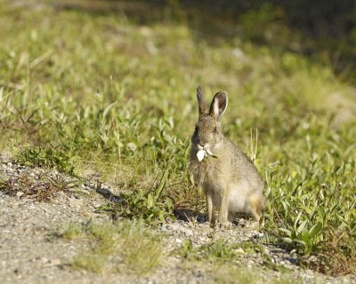 Hare, Snowshoe-063009-Denali National Park, AK-#0133.jpg