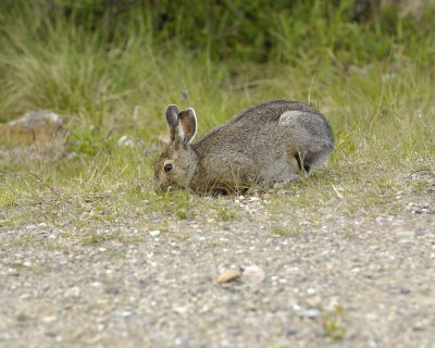 Hare, Snowshoe-063009-Denali National Park, AK-#0141.jpg