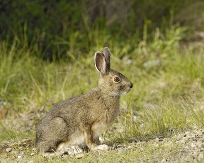 Hare, Snowshoe-070109-Denali National Park, AK-#0549.jpg