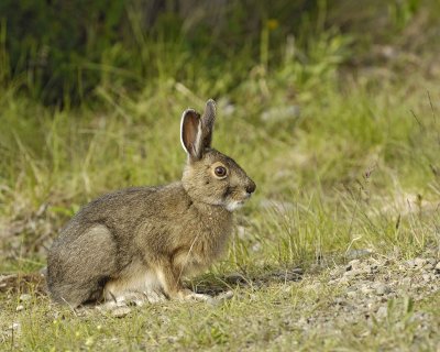 Hare, Snowshoe-070109-Denali National Park, AK-#0552.jpg