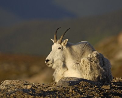 Goat, Mountain, Doe-082509-Mt Evans, CO-#0058.jpg