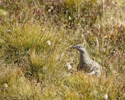 Ptarmigan, White-Tailed-082609-Mt Evans, CO-#0342.jpg