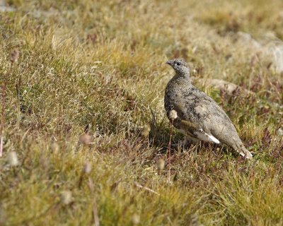 Gallery of White-Tailed Ptarmigan