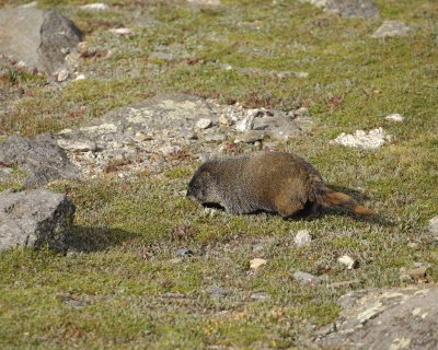 Marmot, Yellow-Bellied-082609-Mt Evans, CO-#0246.jpg