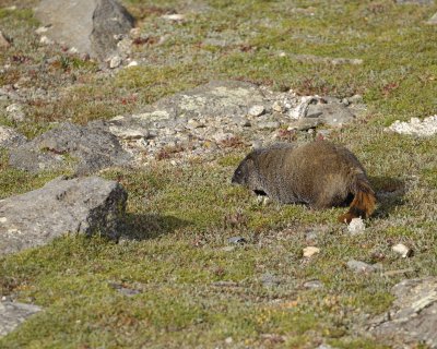 Marmot, Yellow-Bellied-082609-Mt Evans, CO-#0248.jpg