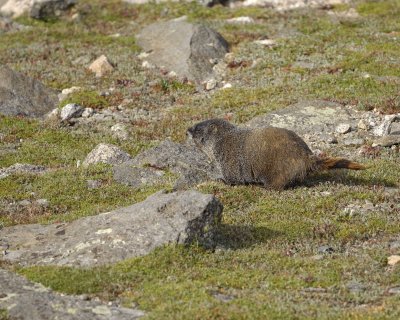 Marmot, Yellow-Bellied-082609-Mt Evans, CO-#0255.jpg