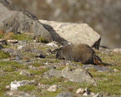 Marmot, Yellow-Bellied-082609-Mt Evans, CO-#0271.jpg