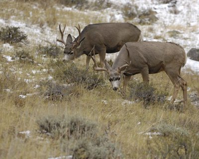 Deer, Mule, Buck, 2-100909-Deer Ridge, RMNP, CO-#0340.jpg