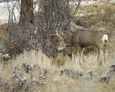 Deer, Mule, Buck, trashing bushes-101109-Deer Ridge, RMNP, CO-#0628.jpg