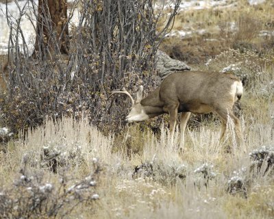 Deer, Mule, Buck, trashing bushes-101109-Deer Ridge, RMNP, CO-#0629.jpg