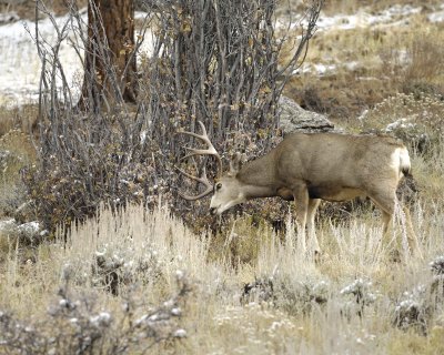 Deer, Mule, Buck, trashing bushes-101109-Deer Ridge, RMNP, CO-#0631.jpg