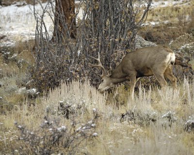 Deer, Mule, Buck, trashing bushes-101109-Deer Ridge, RMNP, CO-#0637.jpg
