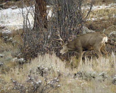 Deer, Mule, Buck, trashing bushes-101109-Deer Ridge, RMNP, CO-#0641.jpg